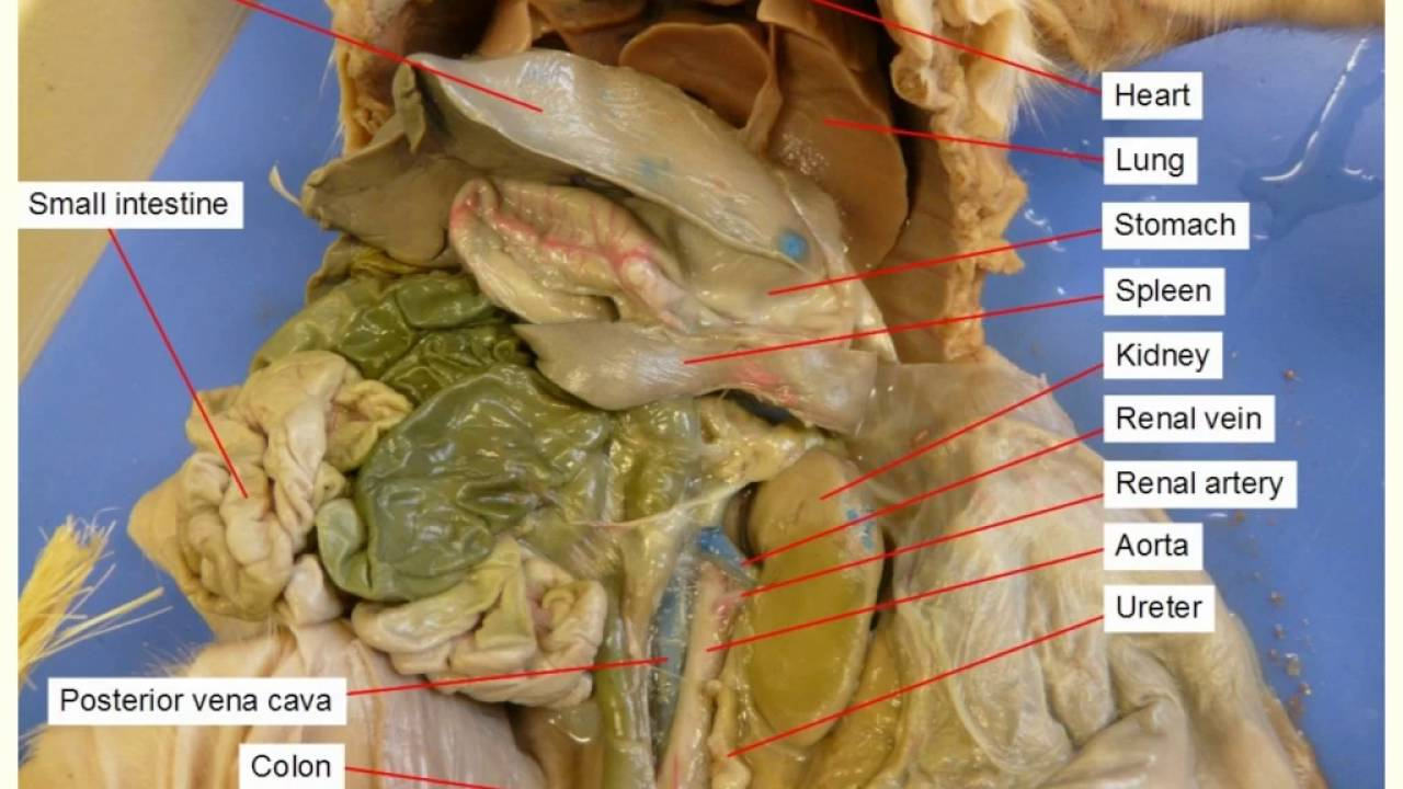 Fetal Pig Dissection Diagram Fetal Pig Anatomy