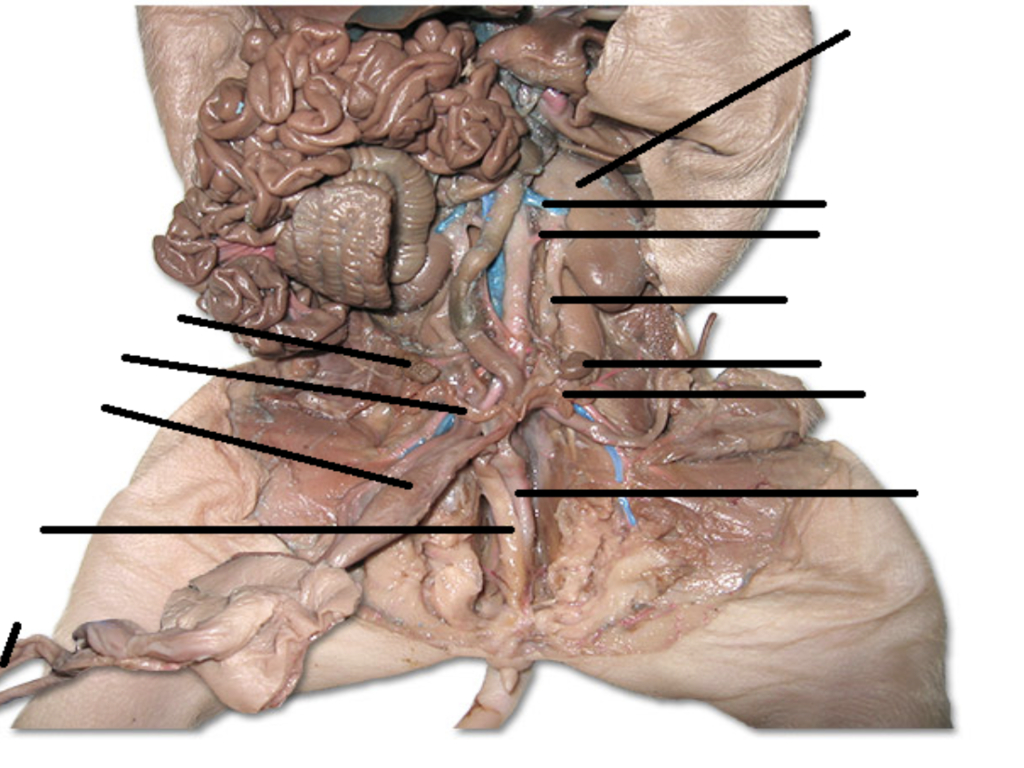 Fetal Pig Dissection Diagram Fetal Pig Diagram Quizlet Wiring Diagrams Interval