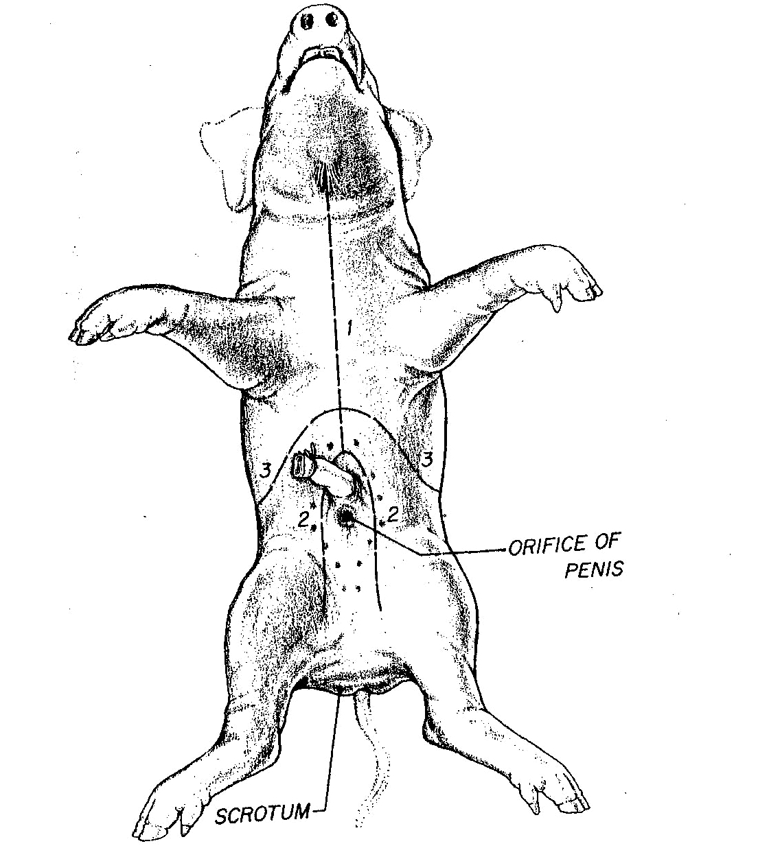 Fetal Pig Dissection Diagram Fetal Pig Dissection And Fetal Pig Anatomy Biology Junction