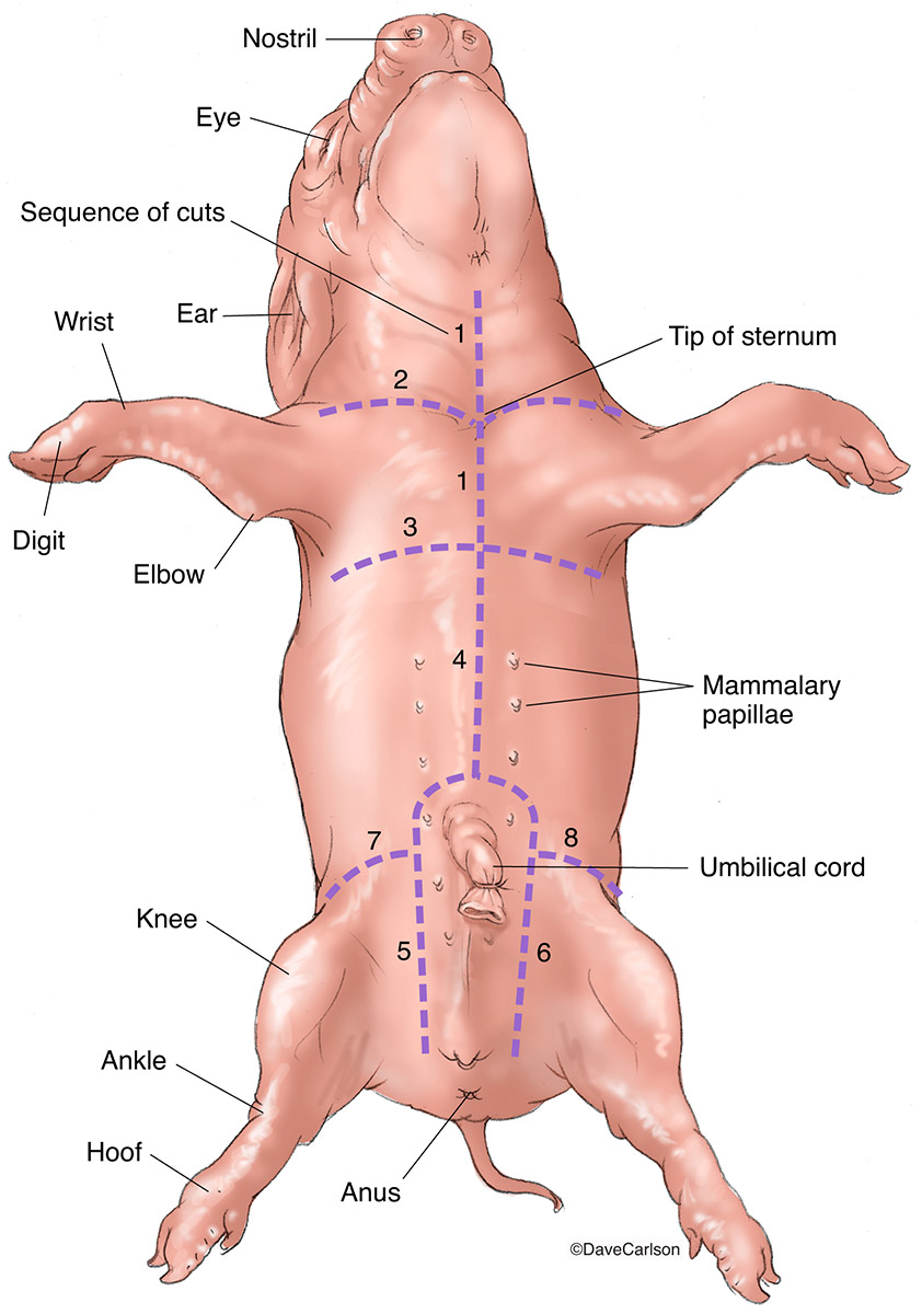 Fetal Pig Dissection Diagram Fetal Pig Dissection Incision Locations Carlson Stock Art