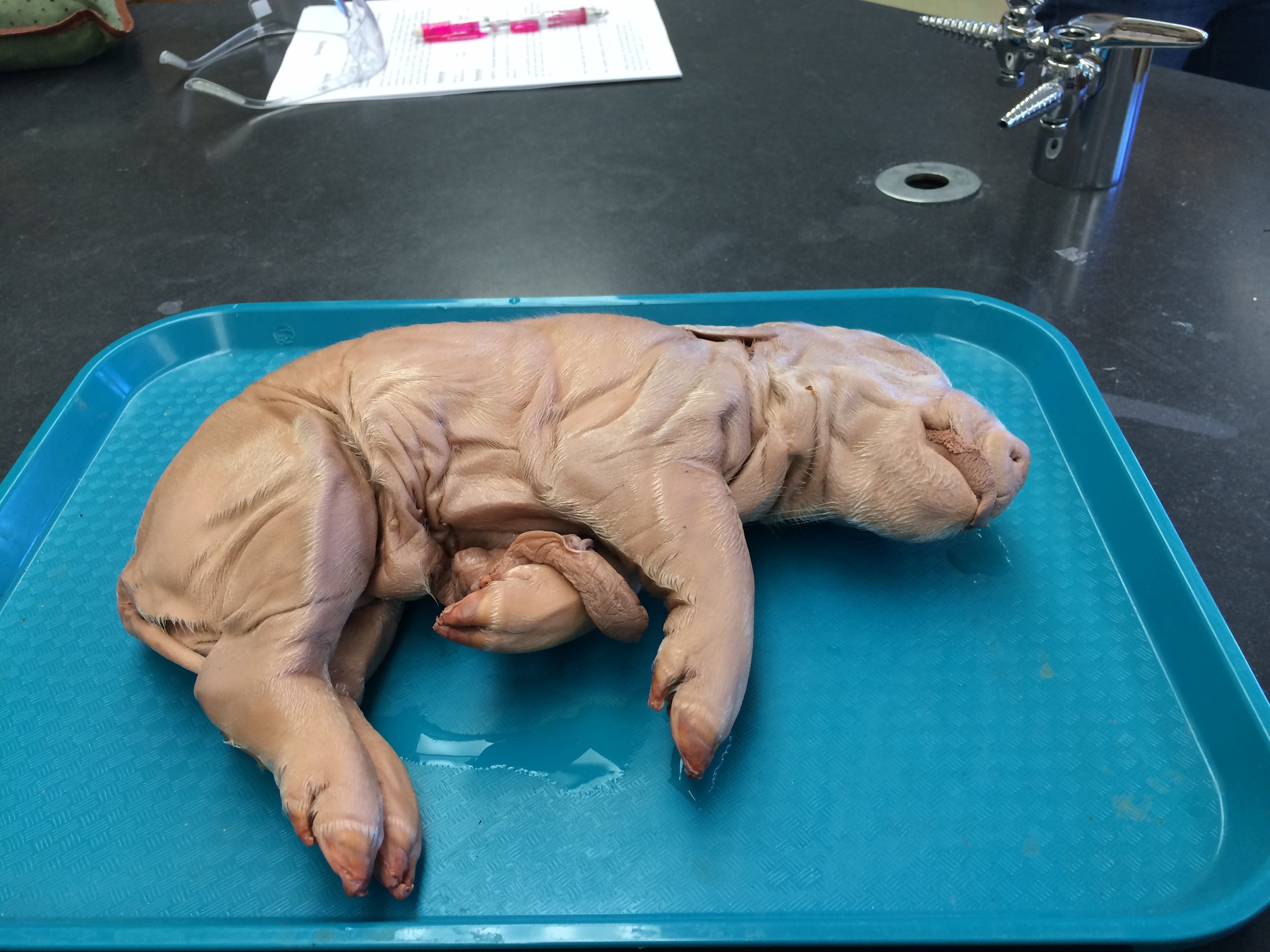 Fetal Pig Dissection Diagram Fetal Pig Dissection Lab Biology Is The Remedy