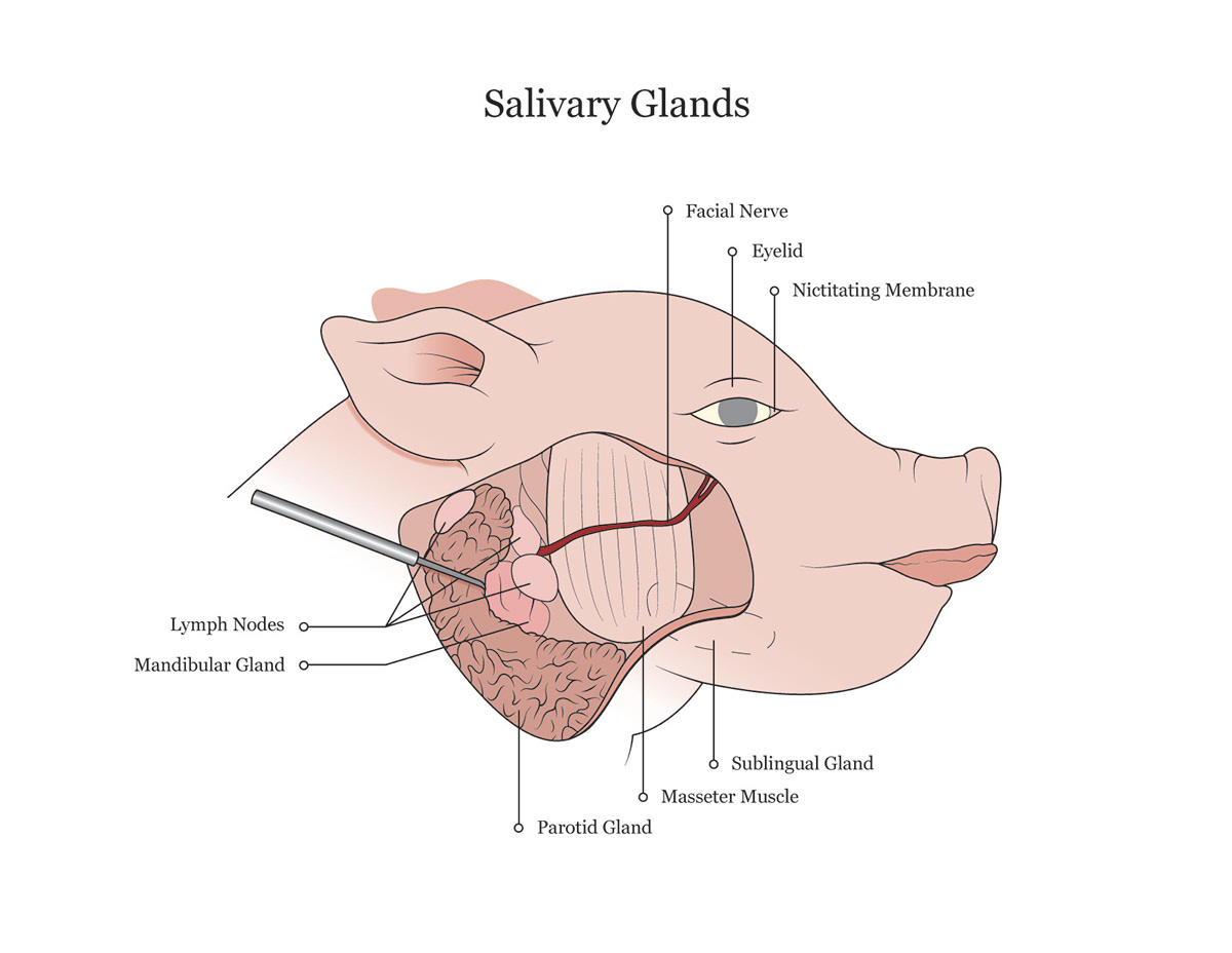 Fetal Pig Dissection Diagram Fetal Pig Dissection Manual On Behance