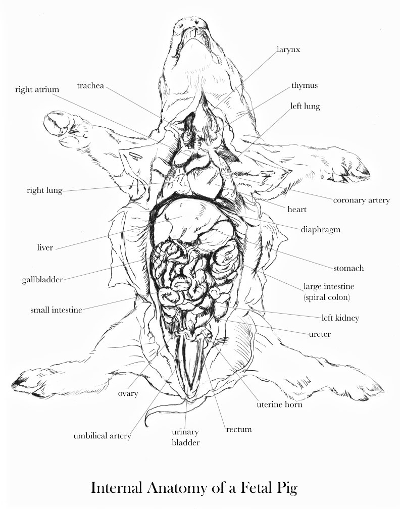 Fetal Pig Dissection Diagram Lwhittier Illustration Internal Anatomy Of A Fetal Pig Sus Scrofa