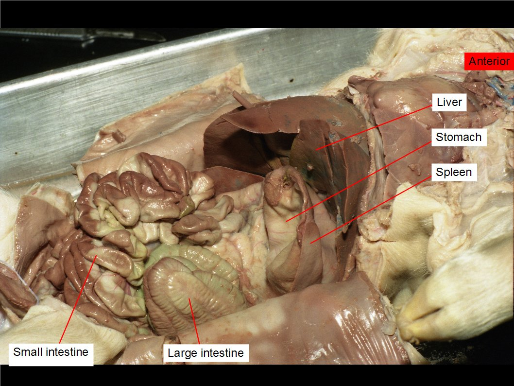 Fetal Pig Dissection Diagram Reading Fetal Pig Dissection Biology Ii Laboratory Manual