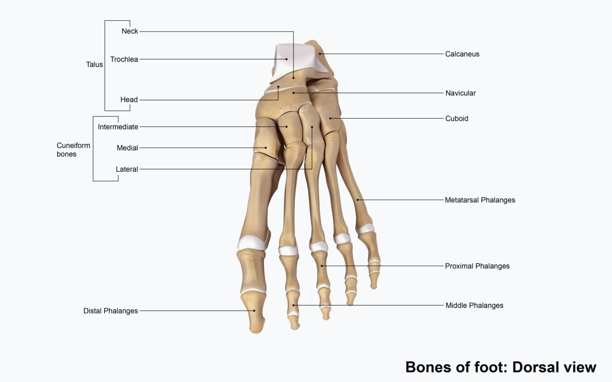 Foot Bones Diagram 3d Human Foot Bones Anatomy For Bones Of Human Ankle Anatomy