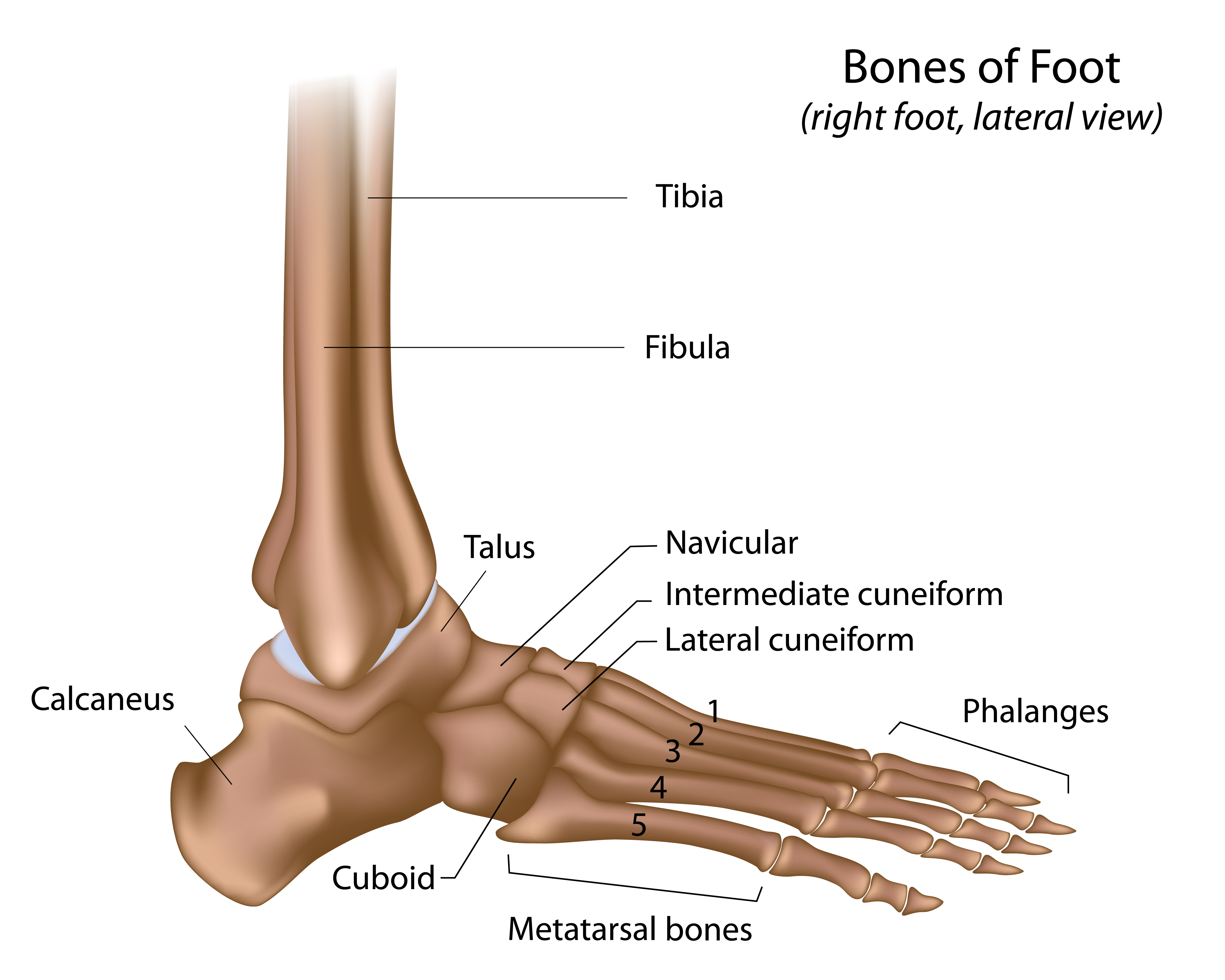 Foot Bones Diagram Ankle Foot Bones Diagram Wiring Diagram Web