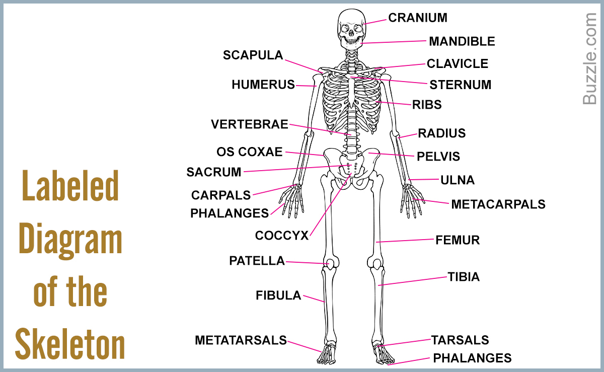 Foot Bones Diagram Bones Diagram Labeled Wiring Diagram Project