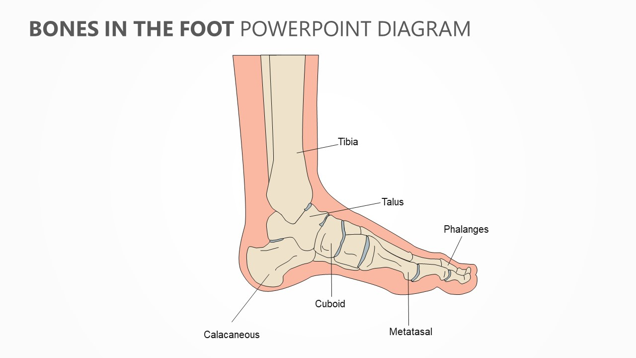 Foot Bones Diagram Bones In The Foot Powerpoint Diagram Pslides