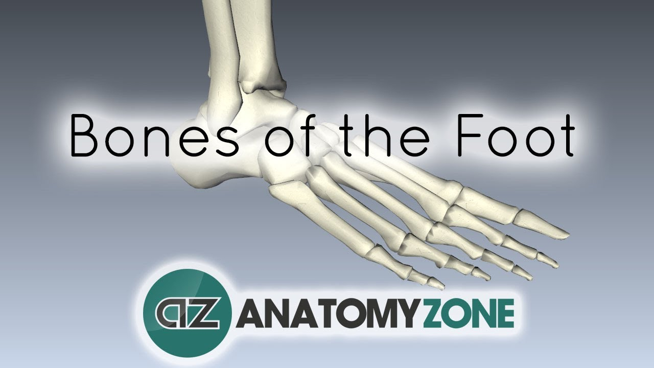 Foot Bones Diagram Bones Of The Foot Anatomy Tutorial