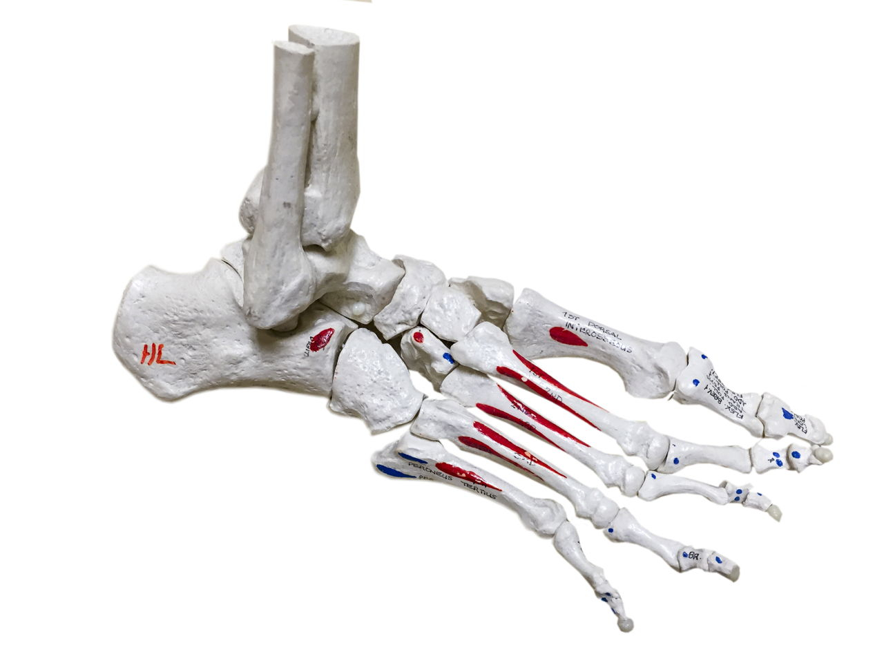 Foot Bones Diagram Bones Of The Foot Diagram