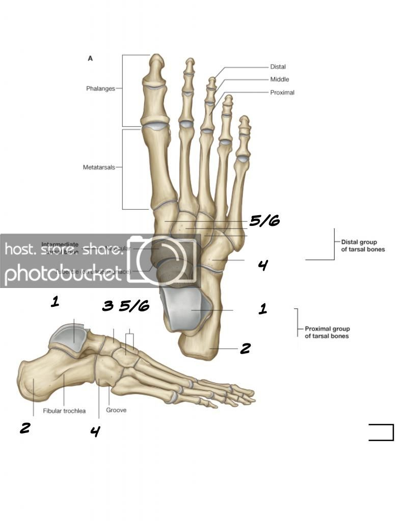 Foot Bones Diagram Bones Of The Foot Quiz Coouurrttneyy