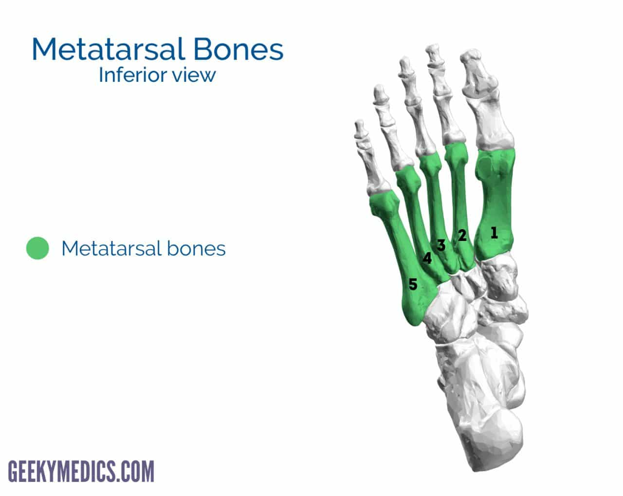 Foot Bones Diagram Bones Of The Foot Tarsal Bones Metatarsal Bone Geeky Medics