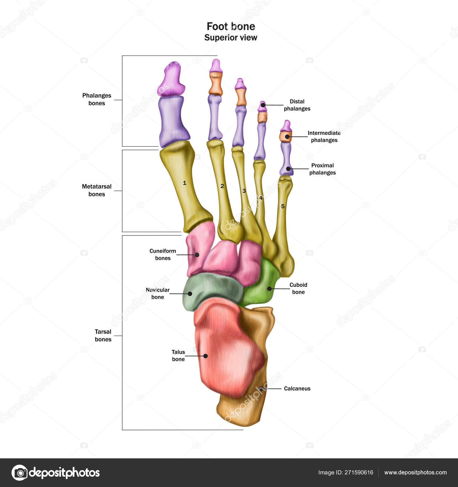 Foot Bones Diagram Bones Of The Human Foot With The Name And Description Of All Sit