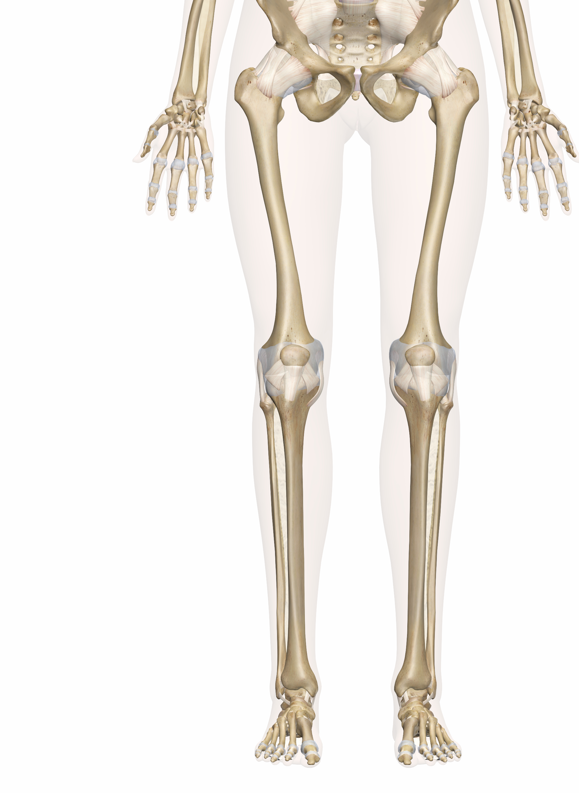 Foot Bones Diagram Bones Of The Leg And Foot Interactive Anatomy Guide
