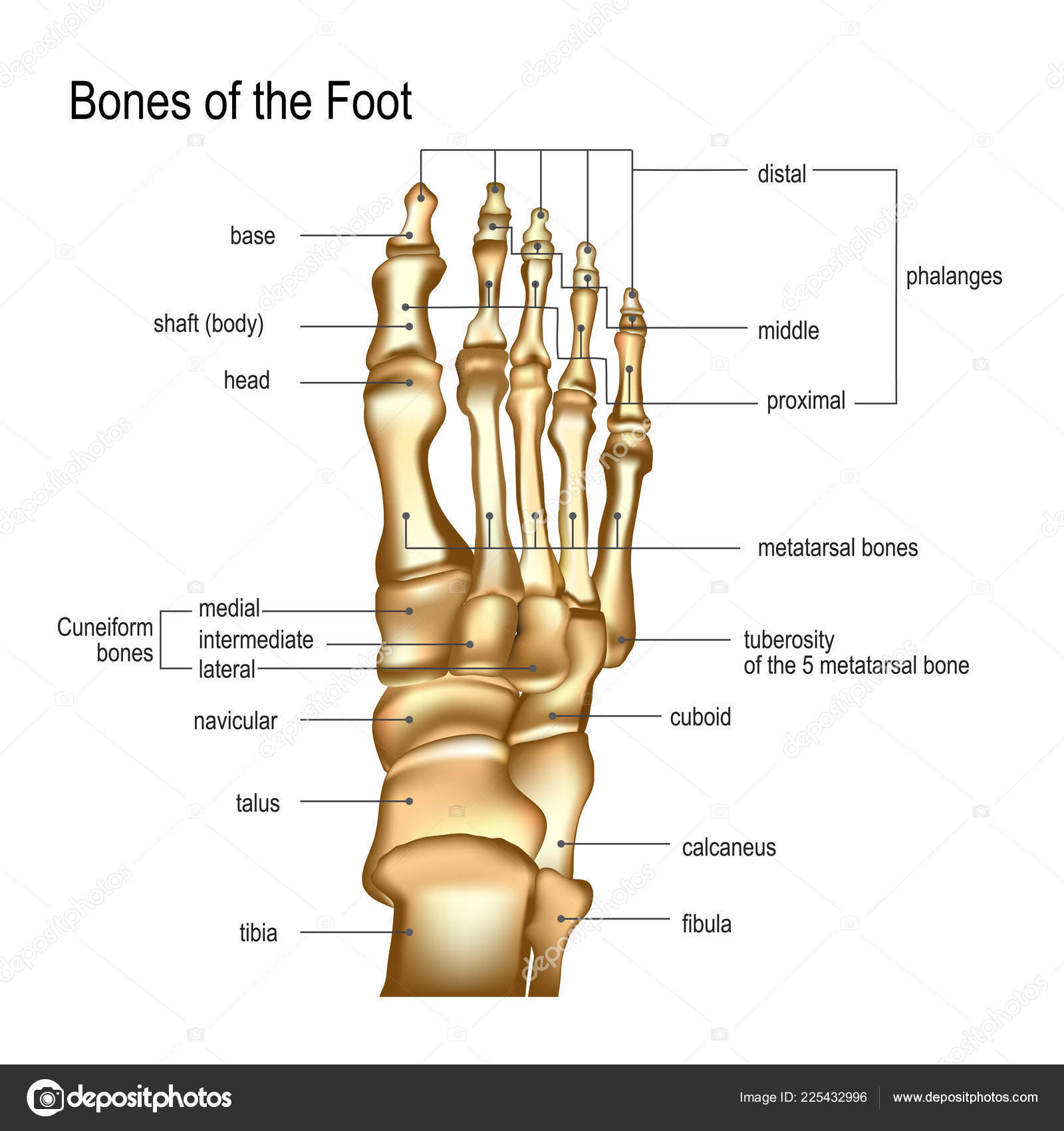 Foot Bones Diagram Bones The Of Foot Stock Vector Iradvilyuk 225432996
