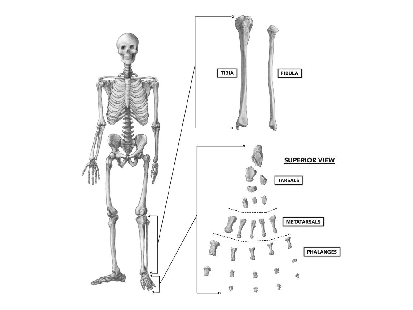 Foot Bones Diagram Crossfit Bones Of The Foot And Ankle