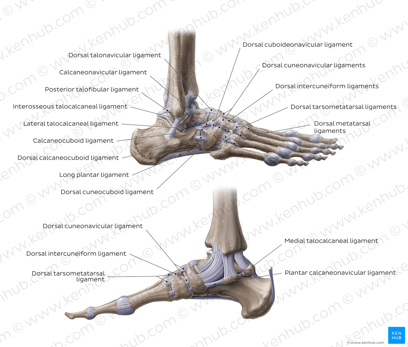 Foot Bones Diagram Diagram Pictures Ligaments Of The Foot Anatomy Kenhub