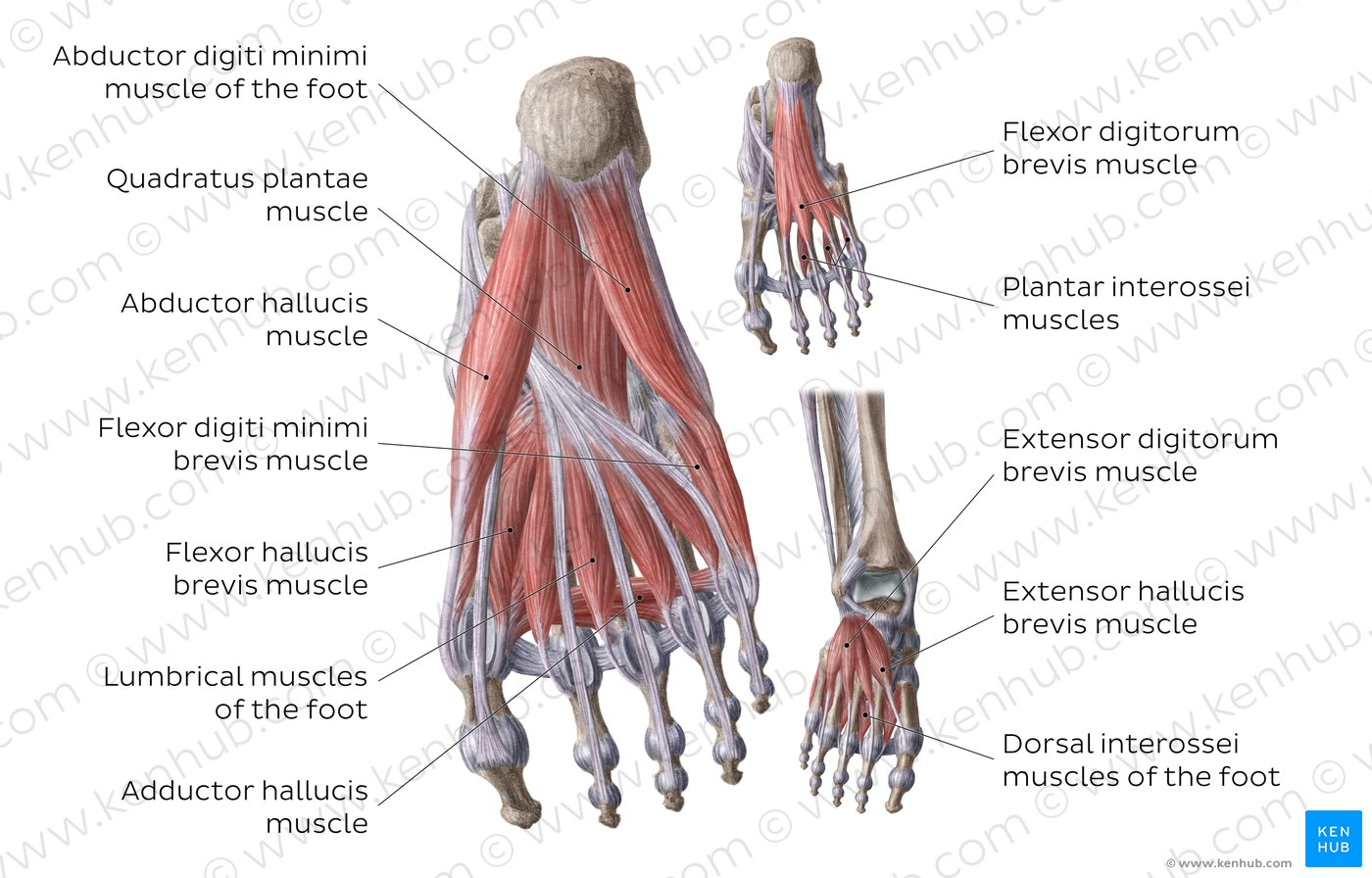 Foot Bones Diagram Diagram Pictures Muscles Of The Foot Anatomy Kenhub