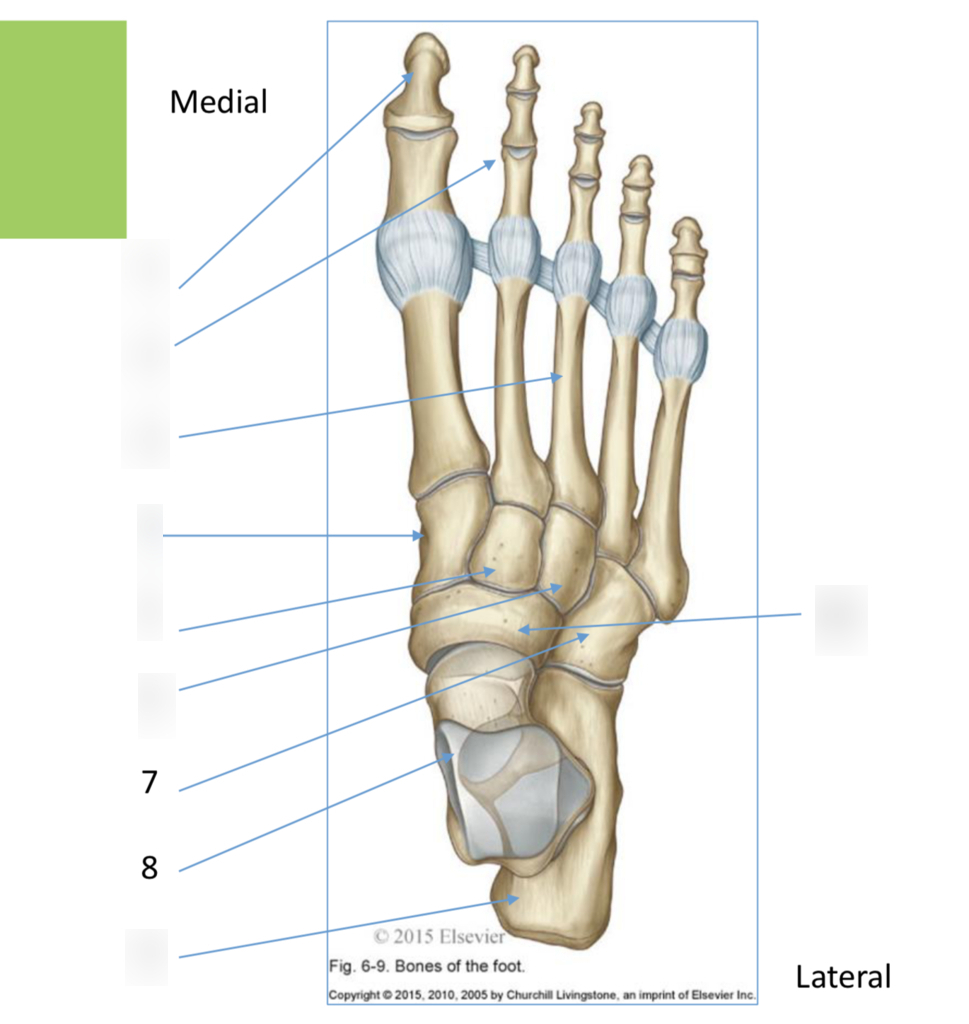 Foot Bones Diagram Dorsal Foot Bones Diagram Quizlet