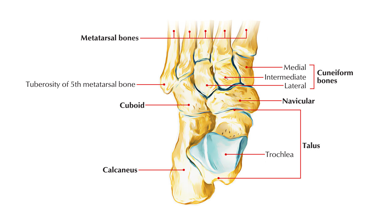 Foot Bones Diagram Easy Notes On Skeleton Of The Footlearn In Just 6 Minutes