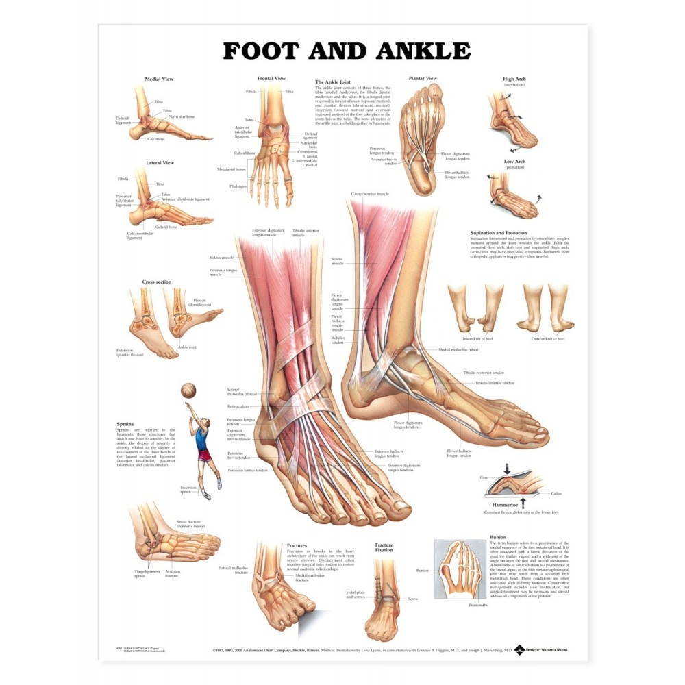 Foot Bones Diagram Foot And Ankle Anatomical Chart Poster Paper