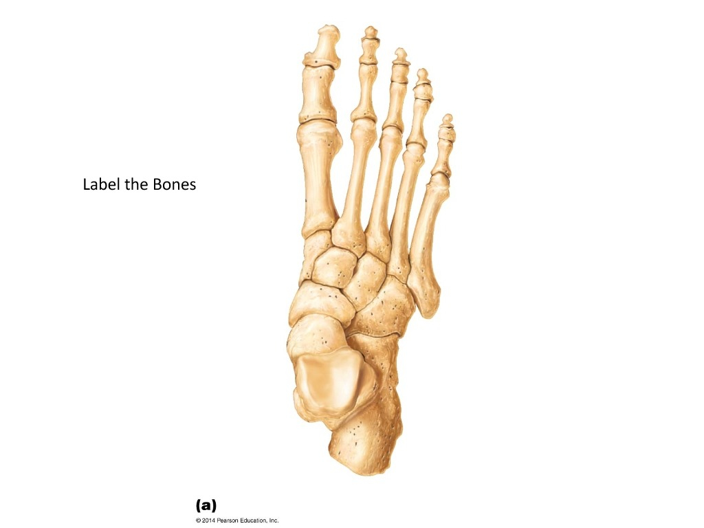 Foot Bones Diagram Foot Bones Diagram Quizlet