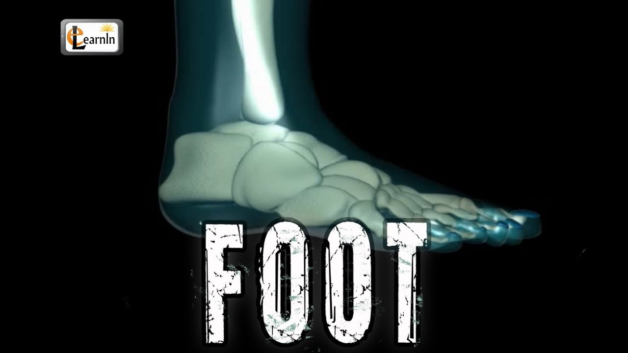 Foot Bones Diagram Foot Bones Explained Foot Joints And Ankle Movements Human Anatomy In 3d Elearnin