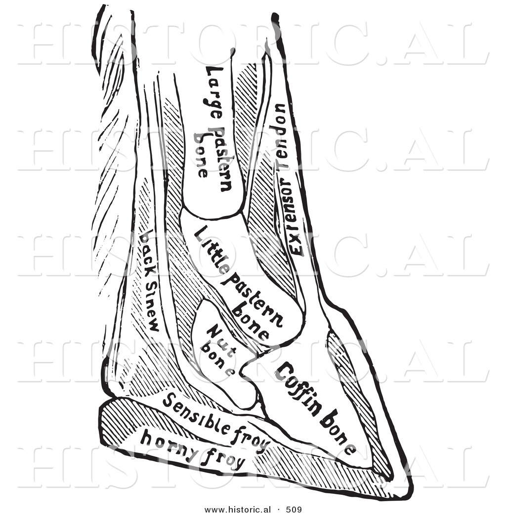 Foot Bones Diagram Historical Vector Illustration Of A Horse Diagram Featuring Foot