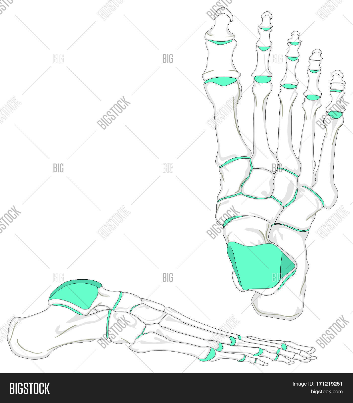 Foot Bones Diagram Human Foot Bones Image Photo Free Trial Bigstock