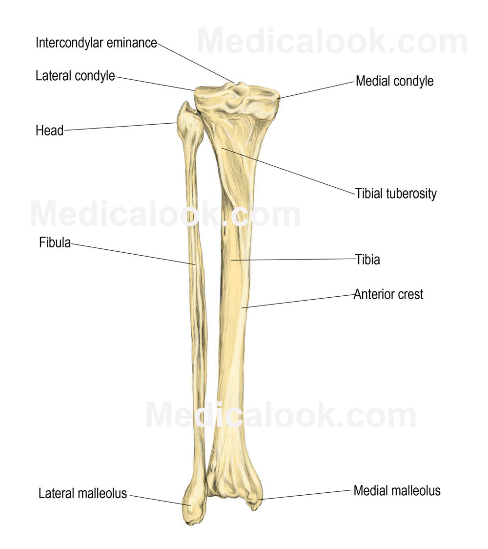 Foot Bones Diagram Human Leg Bone Structure Human Anatomy Details