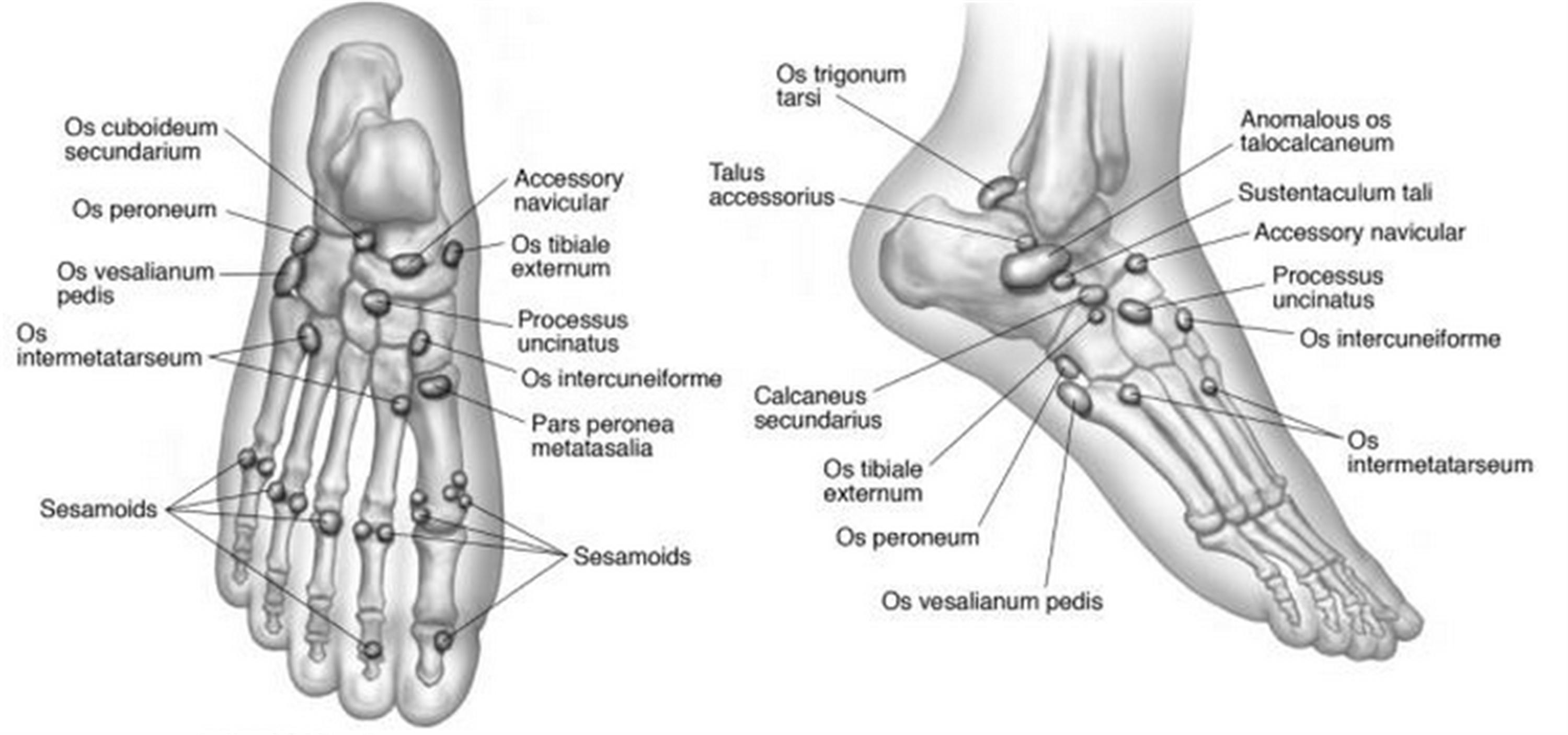 Foot Bones Diagram Lower Extremity Os Foot Ankle Orthobullets