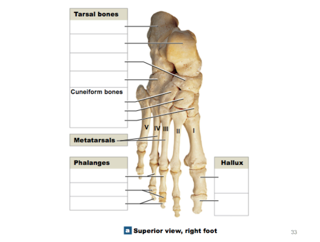 Foot Bones Diagram Right Foot Bones Diagram Quizlet