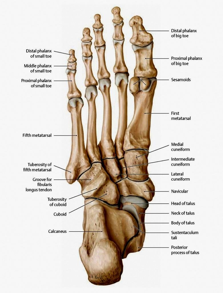 Foot Bones Diagram The Bones In The Foot Inferior View Picture Illustrated From