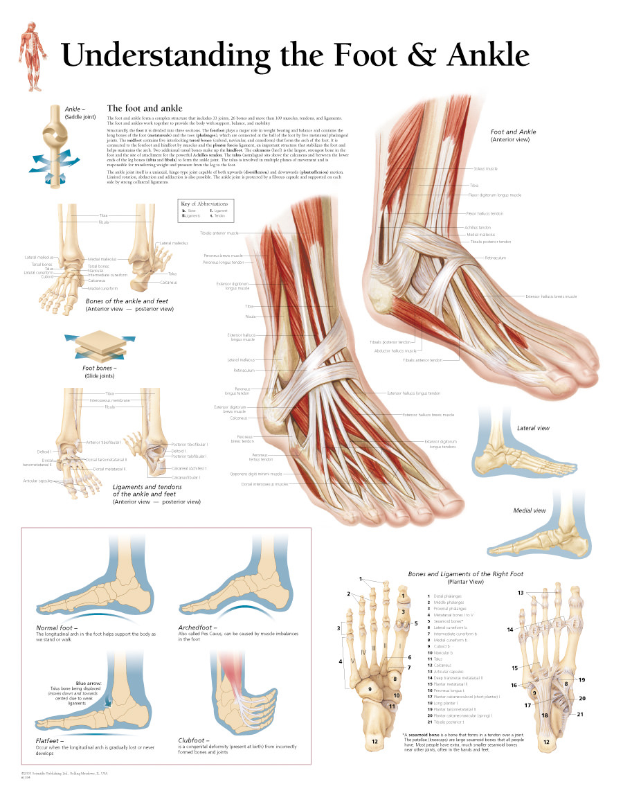 Foot Bones Diagram Understanding The Foot Ankle Chart