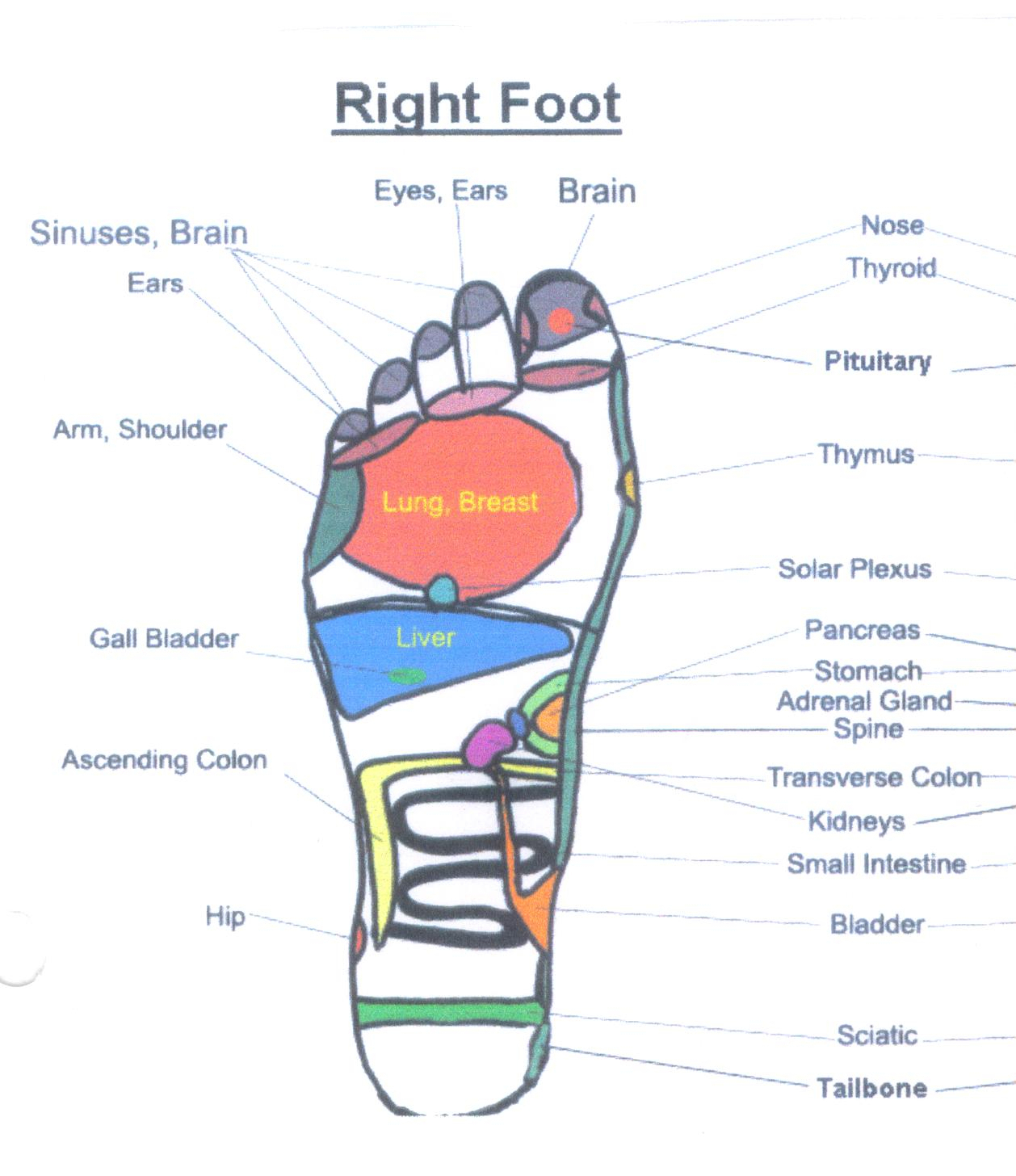 Foot Pain Diagram Parts Of The Foot Diagram Whole Foot Preview Wiring Diagram
