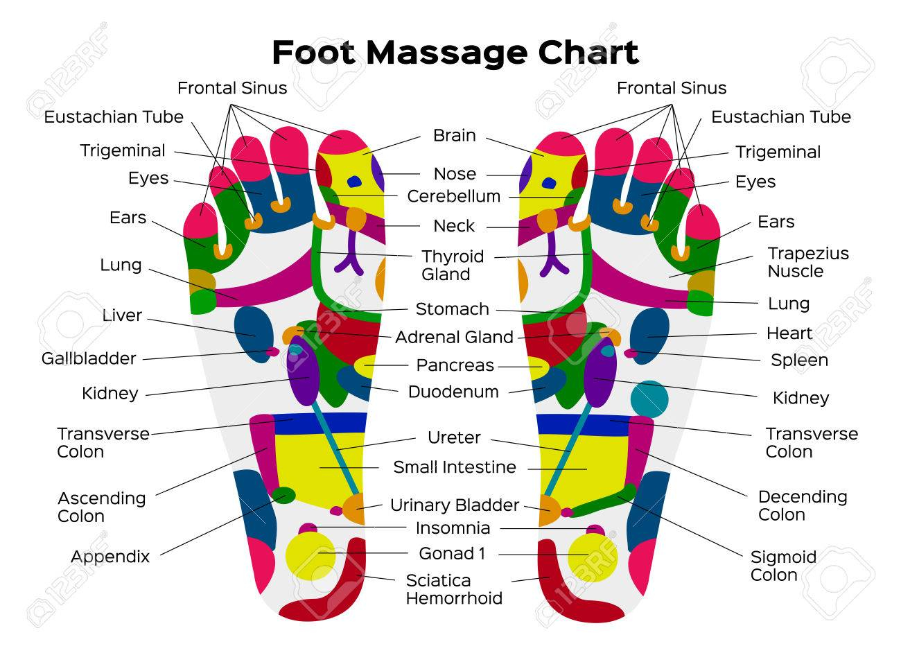 Foot Reflexology Diagram 27 Always Up To Date Foot Reflexology Chart Free Download