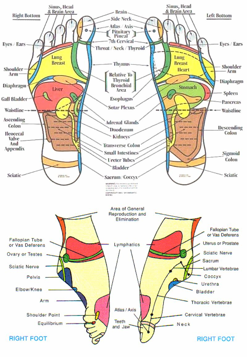 Foot Reflexology Diagram 31 Printable Foot Reflexology Charts Maps Template Lab