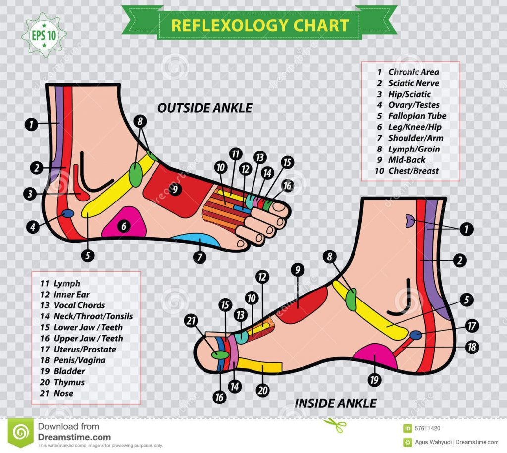 Foot Reflexology Diagram Download All Best Foot Reflexology2019charts