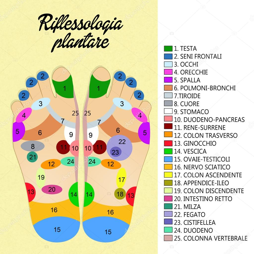 Foot Reflexology Diagram Foot Reflexology Chart Stock Photo Adrenalina 59307709