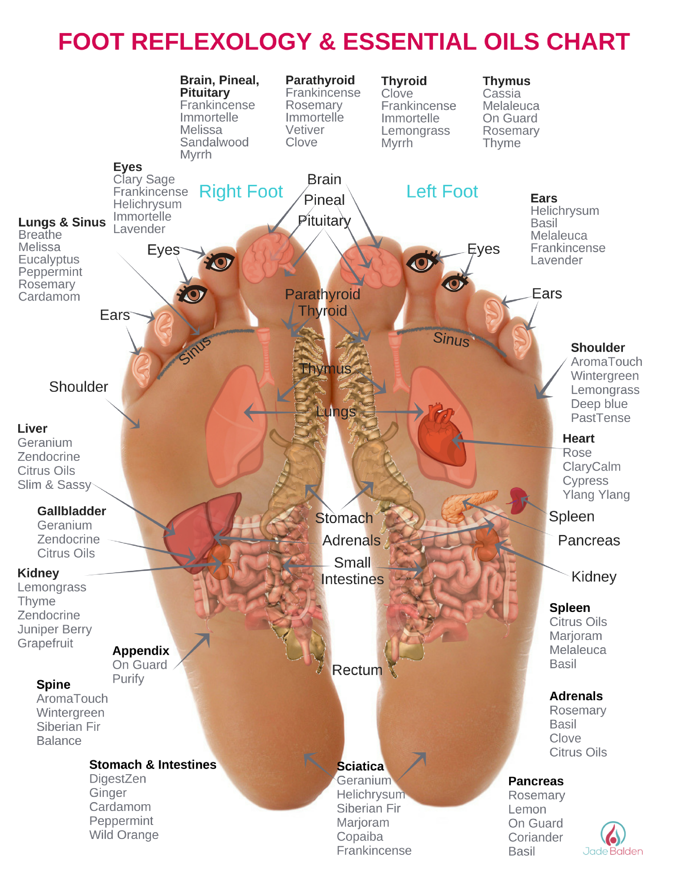 Foot Reflexology Diagram Foot Reflexology Essential Oils Jade Balden