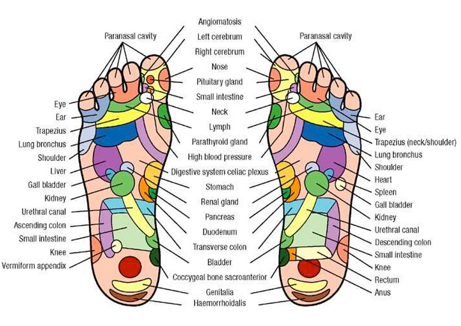 Foot Reflexology Diagram Reflexology Chart Hands And Feet Holistic Hernia Remediation