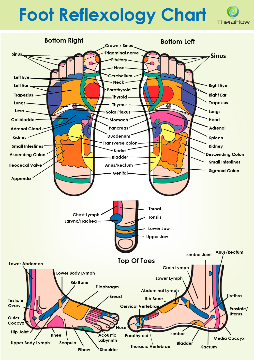 Foot Reflexology Diagram Theraflow Usa Theraflow Usa