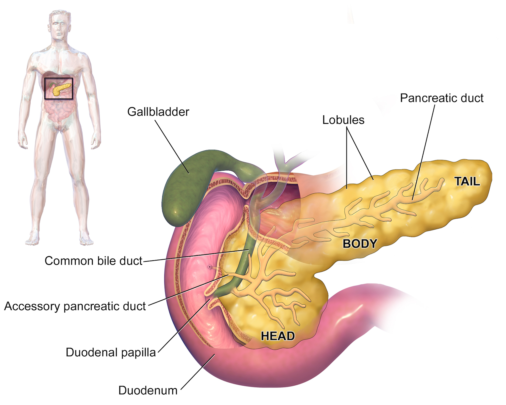 Gallbladder Pain Location Diagram Department Of Surgery Cholecystectomy Gallbladder Removal