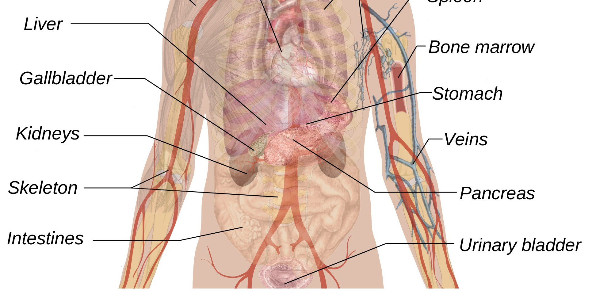 Gallbladder Pain Location Diagram Diagram Of Lower Belly Today Diagram Database