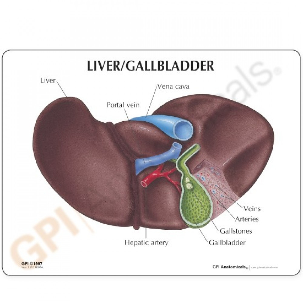 Gallbladder Pain Location Diagram Gallbladder Term Paper Sample