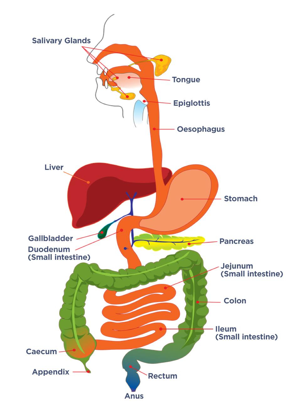 Gallbladder Pain Location Diagram Gallstones Guts Uk