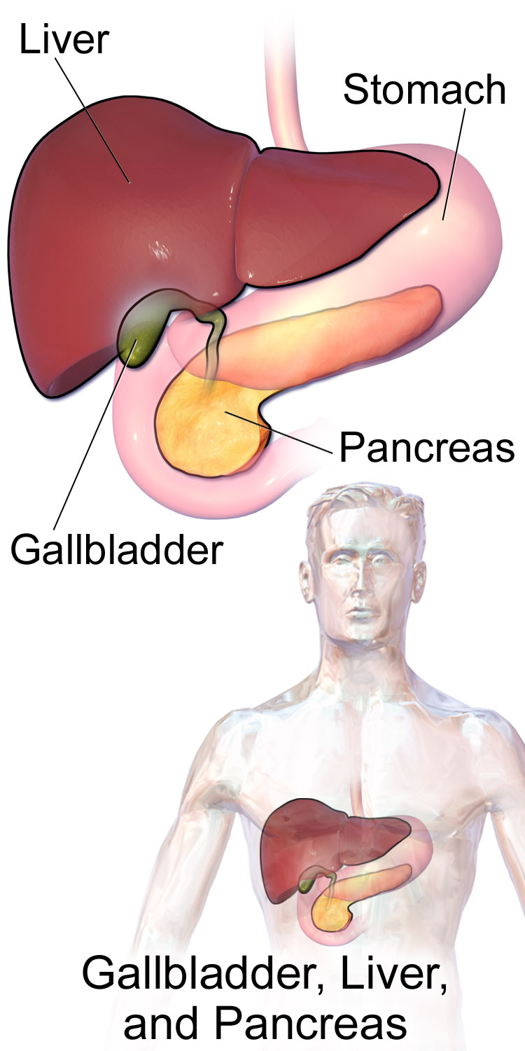 Gallbladder Pain Location Diagram Gallstones Now I Need My Gallbladder Removed