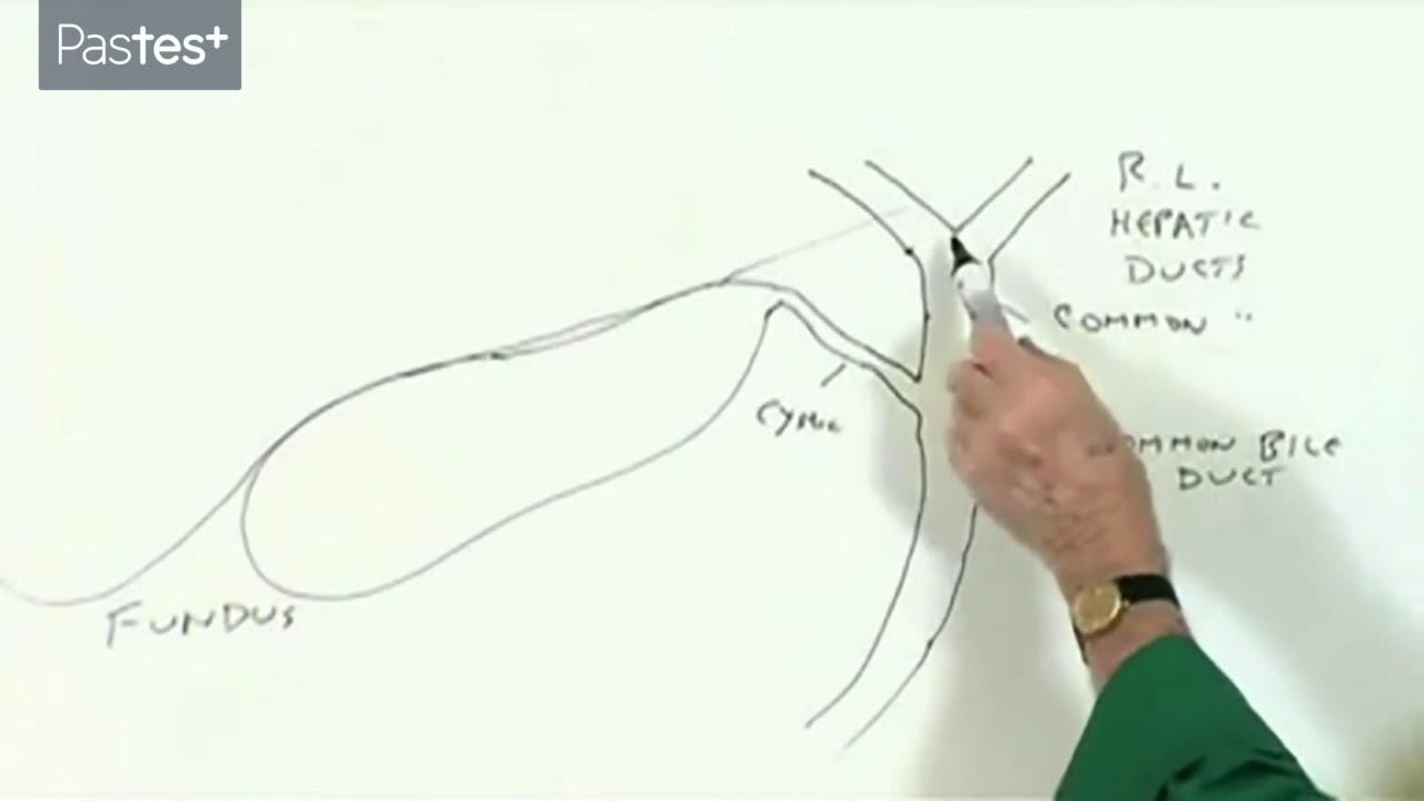 Gallbladder Pain Location Diagram Medical Student Finals Anatomy Gallbladder And The Bile Duct System