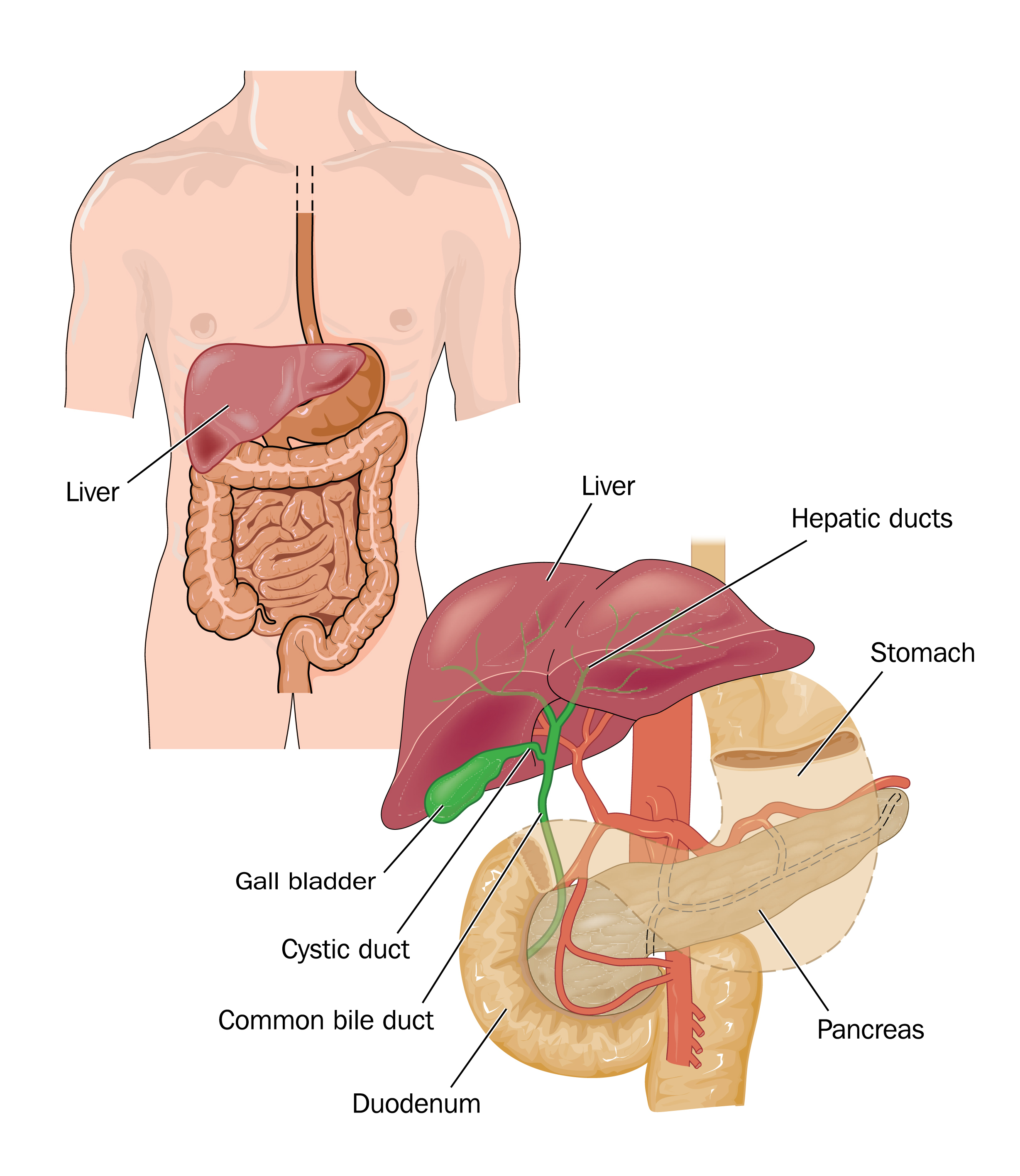 Gallbladder Pain Location Diagram Pancreas Disease Jackson Siegelbaum Gastroenterology