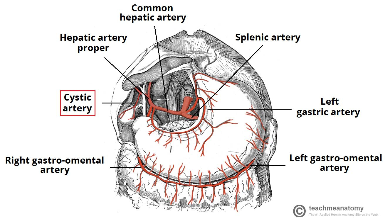 Gallbladder Pain Location Diagram The Gallbladder Biliary Tree Gallstones Teachmeanatomy